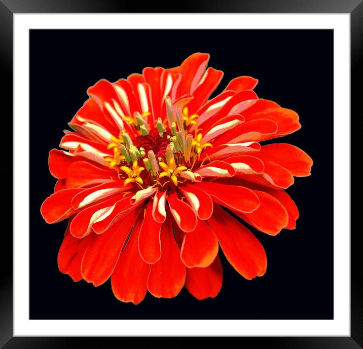 Colorful Red Flower Framed Mounted Print by james balzano, jr.