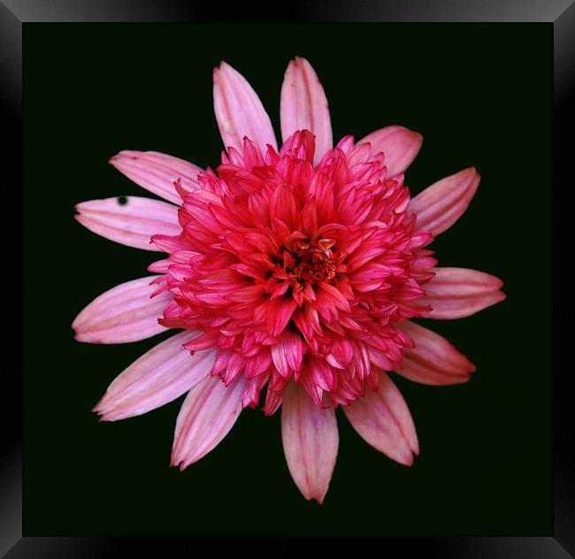 Bunched Up Pink Flower Framed Print by james balzano, jr.