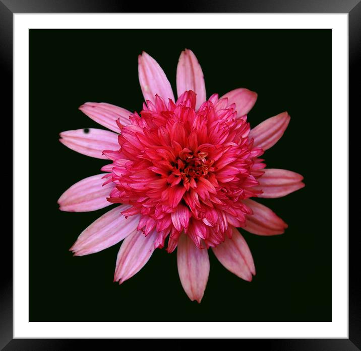 Bunched Up Pink Flower Framed Mounted Print by james balzano, jr.