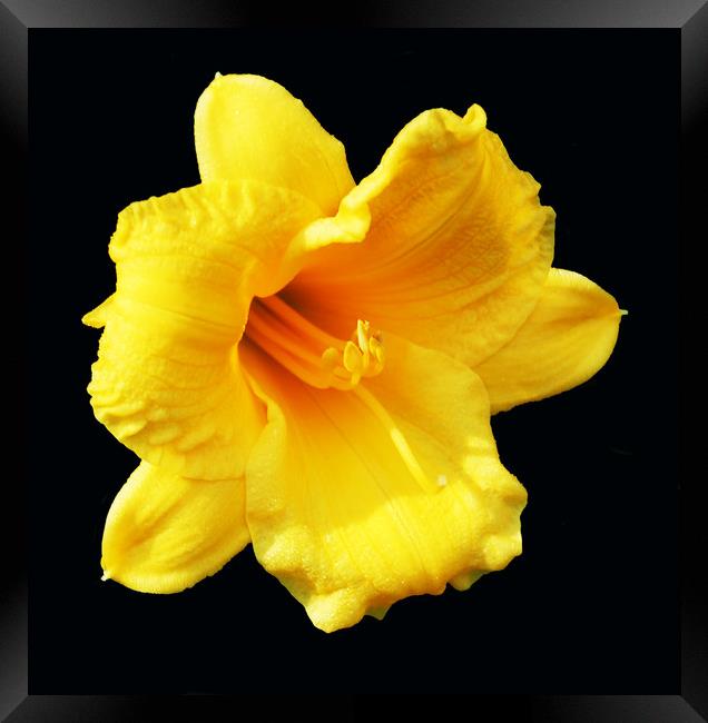 Autumn Daffodil Framed Print by james balzano, jr.