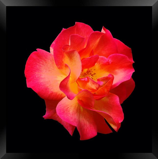 Yet Another Colorful Rose Framed Print by james balzano, jr.