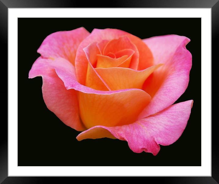 Soft Pink Rose Framed Mounted Print by james balzano, jr.