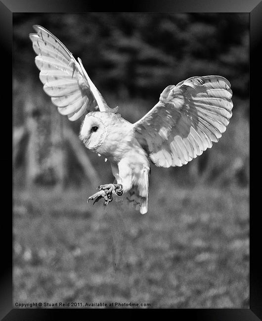 Barn owl (Tyto alba) Framed Print by Stuart Reid