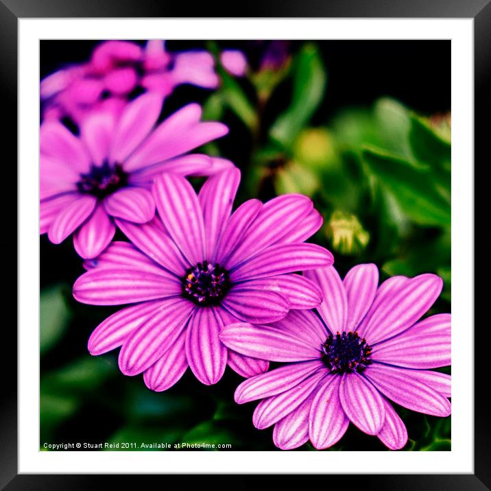 African Daisy Square Framed Mounted Print by Stuart Reid
