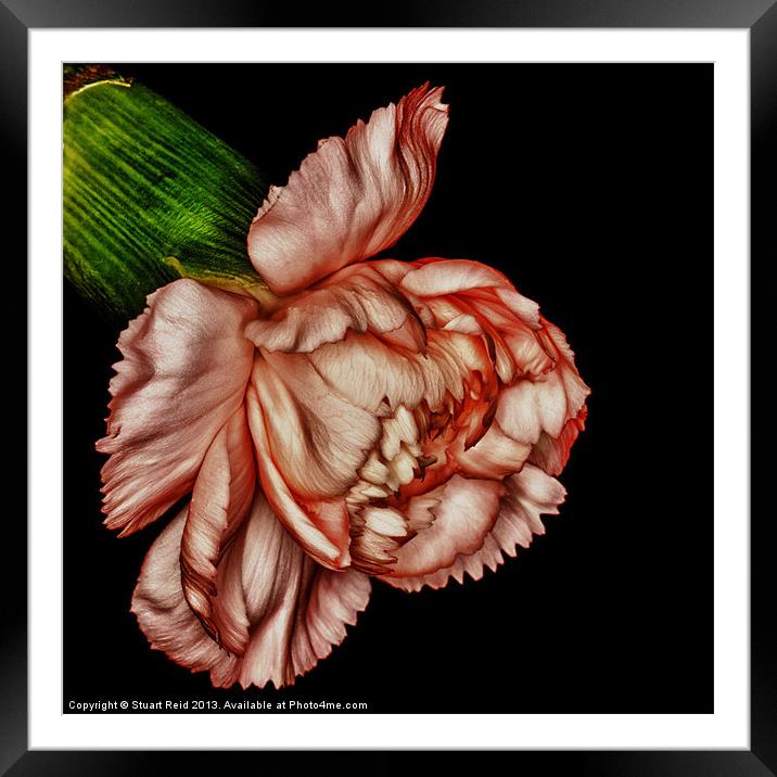 Pink Carnation Framed Mounted Print by Stuart Reid