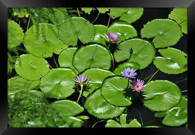 Lily Pads Framed Print by Stuart Reid