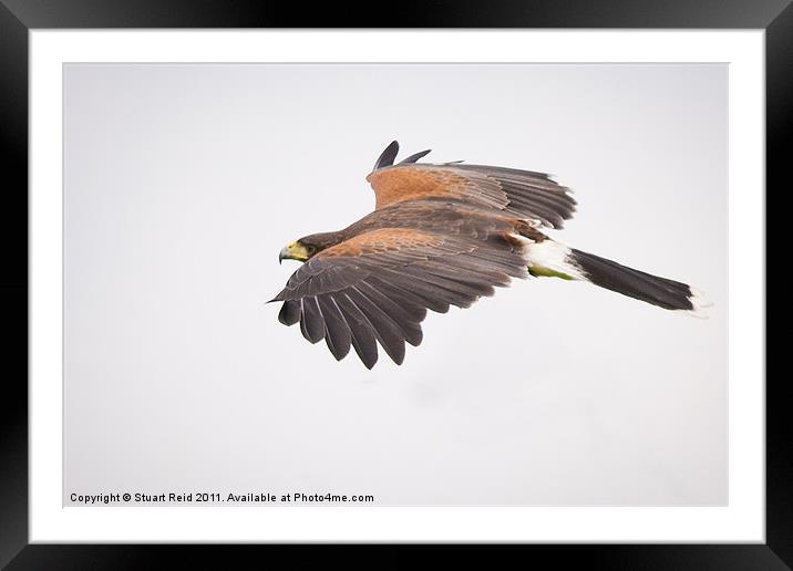 Harris Hawk Framed Mounted Print by Stuart Reid