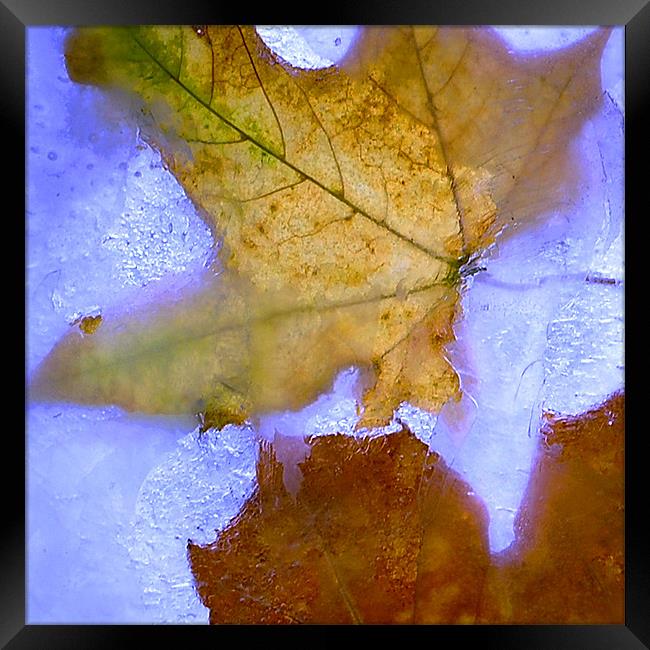Autumn on the Rocks Framed Print by Stuart Reid