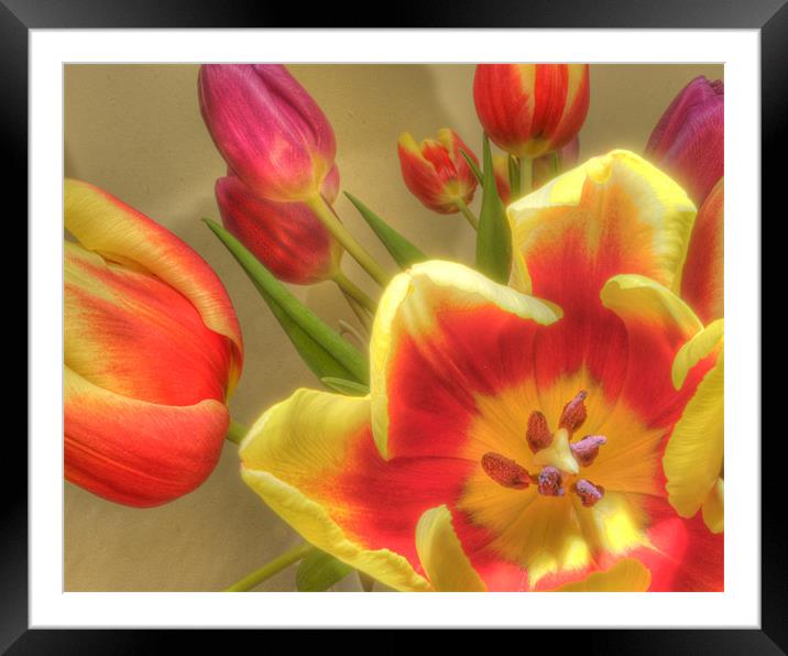 Tulips 2 Framed Mounted Print by Stuart Reid