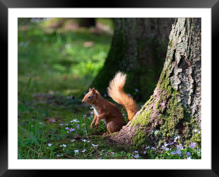 Alert Red Squirrel Framed Mounted Print by Stuart Jack