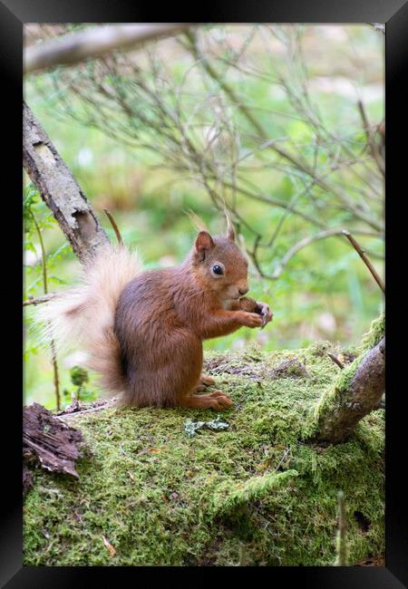 Red Squirrel Enjoying a Nut Framed Print by Stuart Jack