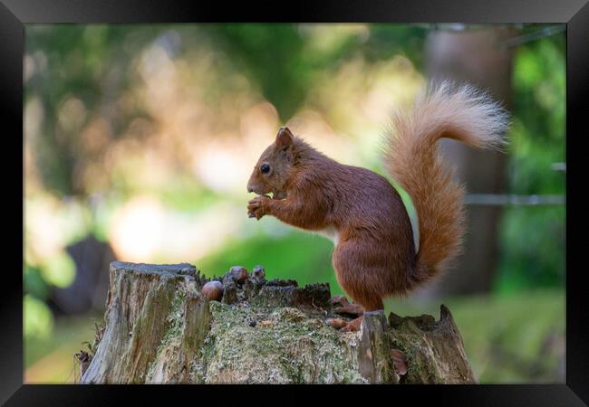 Scottish Red Squirrel Gathering Nuts Framed Print by Stuart Jack