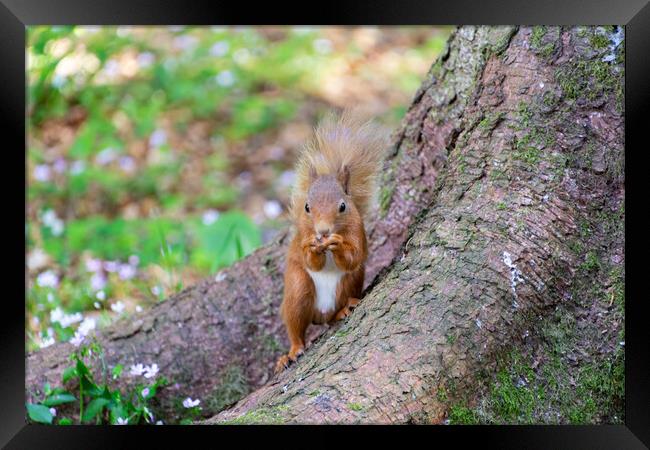 Joyful Red Squirrel Feast Framed Print by Stuart Jack