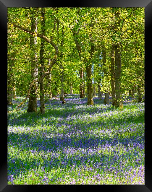 Enchanting Bluebell Woodland Framed Print by Stuart Jack