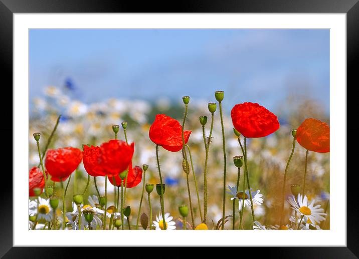 Vibrant Wildflowers in Perth Framed Mounted Print by Stuart Jack