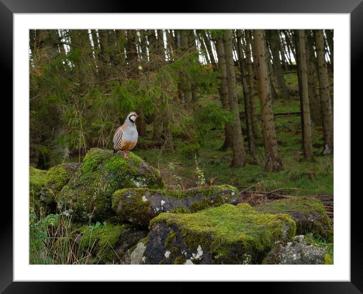 Red Legged Partridge in the Forest Framed Mounted Print by Stuart Jack