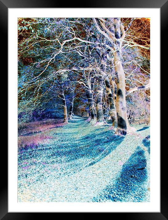 Enchanted Woodland Path Framed Mounted Print by Stuart Jack