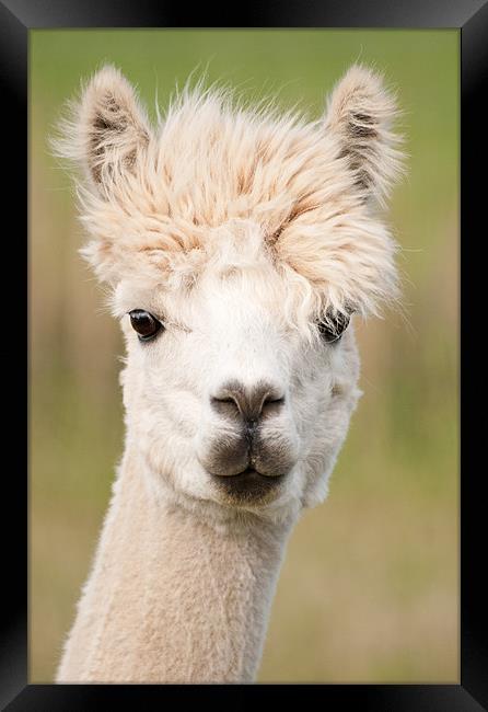 Annoyed Lama Framed Print by Stuart Jack