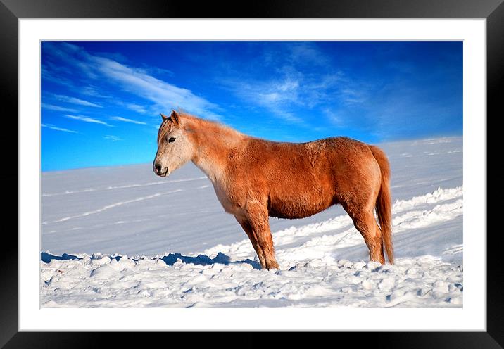 Fiery-Red Equine in Winter Wonderland Framed Mounted Print by Stuart Jack