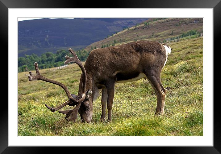 Graceful Highland Reindeer Framed Mounted Print by Stuart Jack