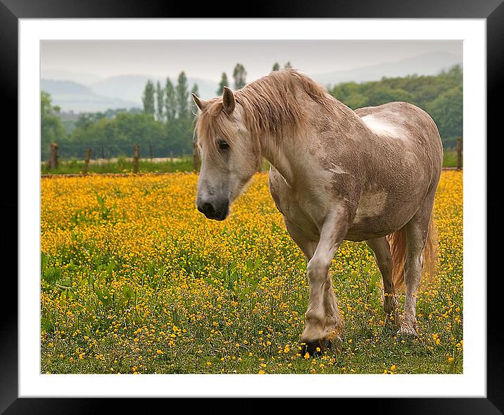 Buttercup Pony Framed Mounted Print by Stuart Jack