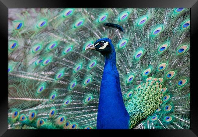 Strutting Peacock Display Framed Print by Stuart Jack