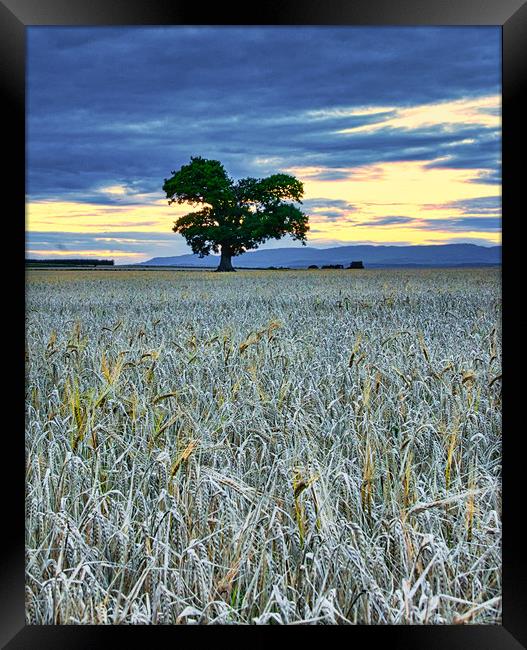 Radiance amidst Barley Fields Framed Print by Stuart Jack