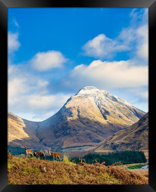 Serene Highland Stags Framed Print by Stuart Jack