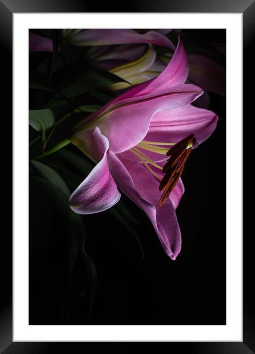 Pink Lilly in Morning Dew Framed Mounted Print by Stuart Jack