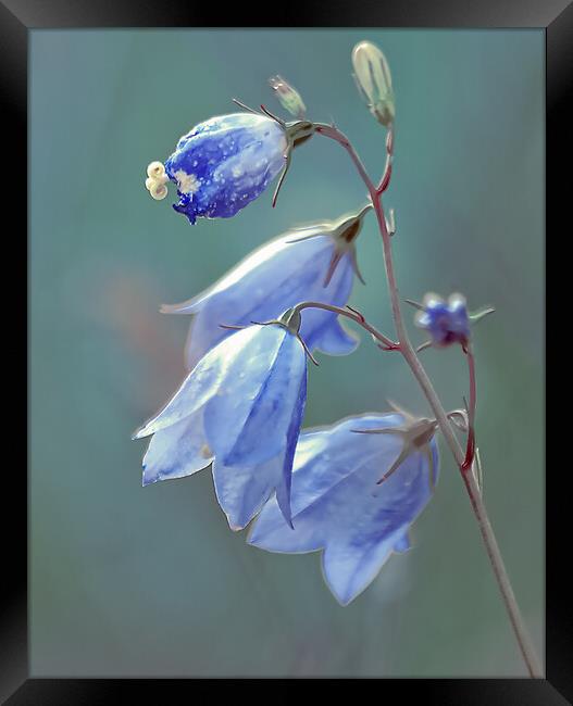 Serene Bluebell Symphony Framed Print by Stuart Jack