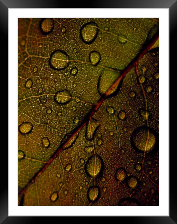 clarity Framed Mounted Print by Heather Newton