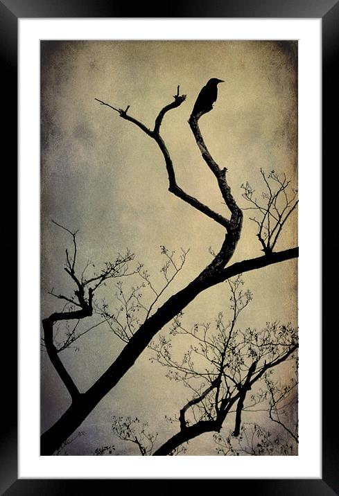 the crow Framed Mounted Print by Heather Newton