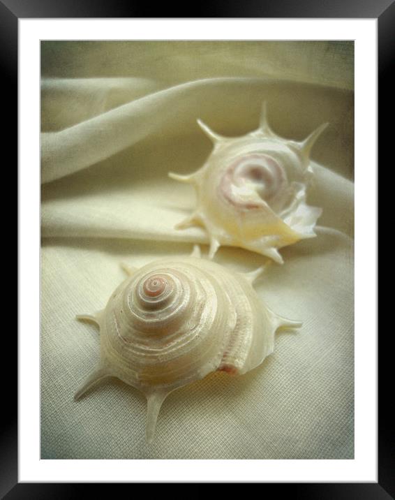 seashell study 3 Framed Mounted Print by Heather Newton