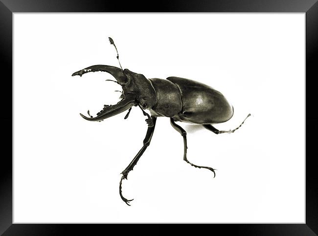 stag beetle still life Framed Print by Heather Newton