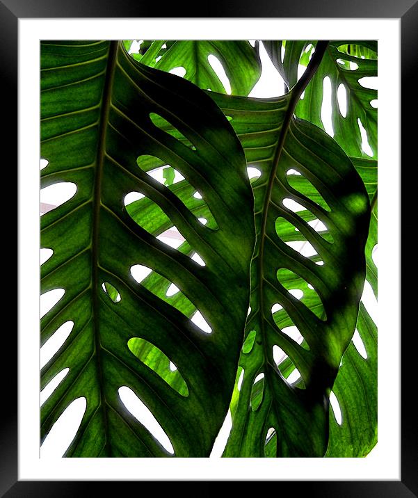 rainforest light Framed Mounted Print by Heather Newton