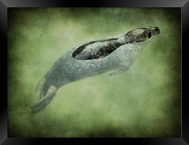 baby seal Framed Print by Heather Newton