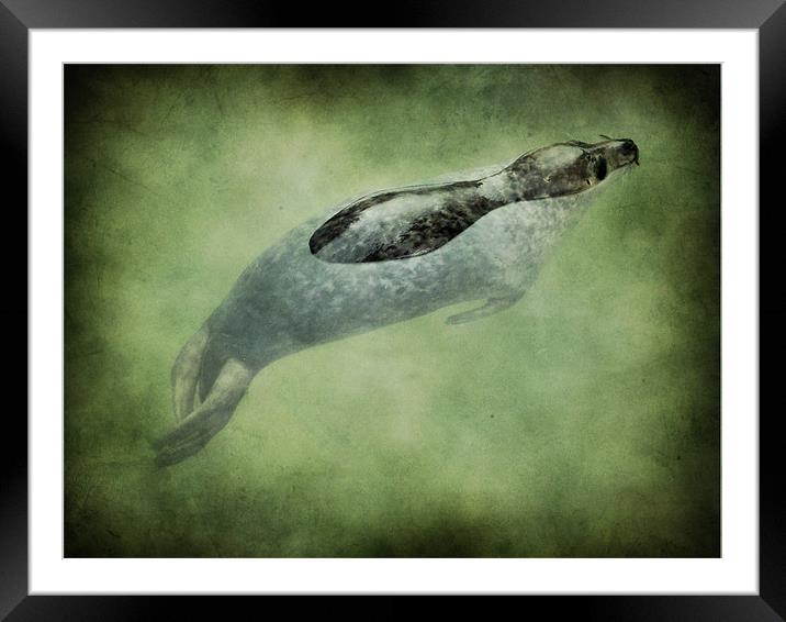 baby seal Framed Mounted Print by Heather Newton