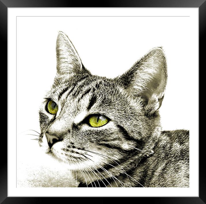 green eyed monster 2 Framed Mounted Print by Heather Newton