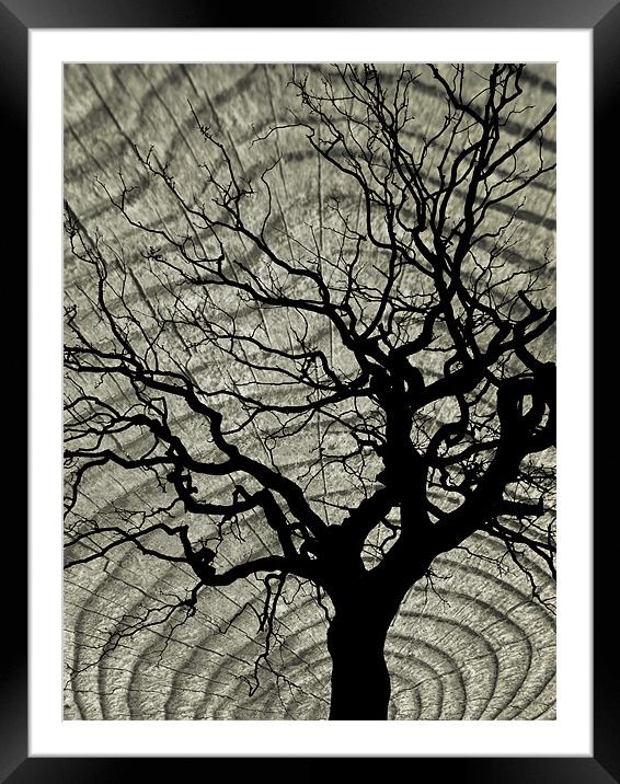 tree and wood Framed Mounted Print by Heather Newton