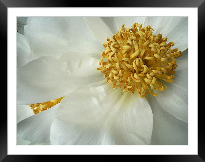 white peonies Framed Mounted Print by Heather Newton