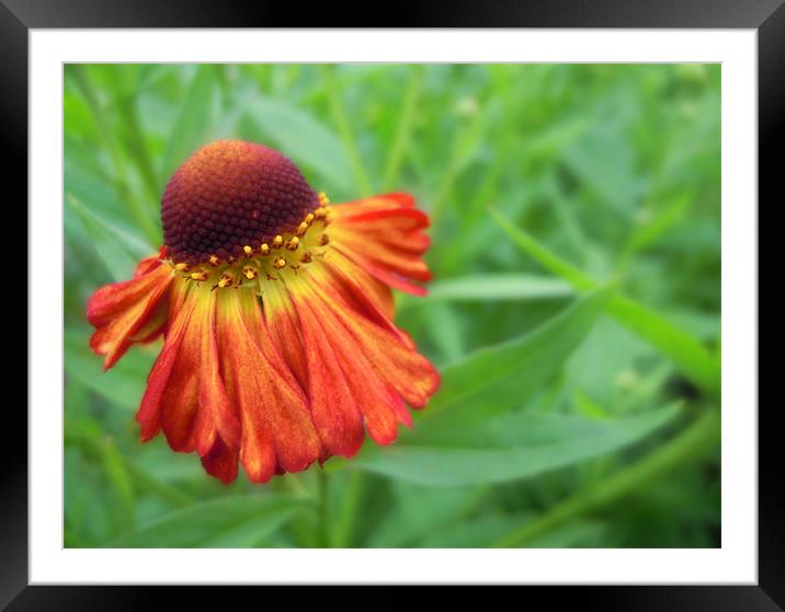 crimson and amber glow Framed Mounted Print by Heather Newton