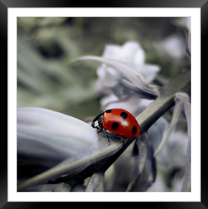 vintage ladybird Framed Mounted Print by Heather Newton