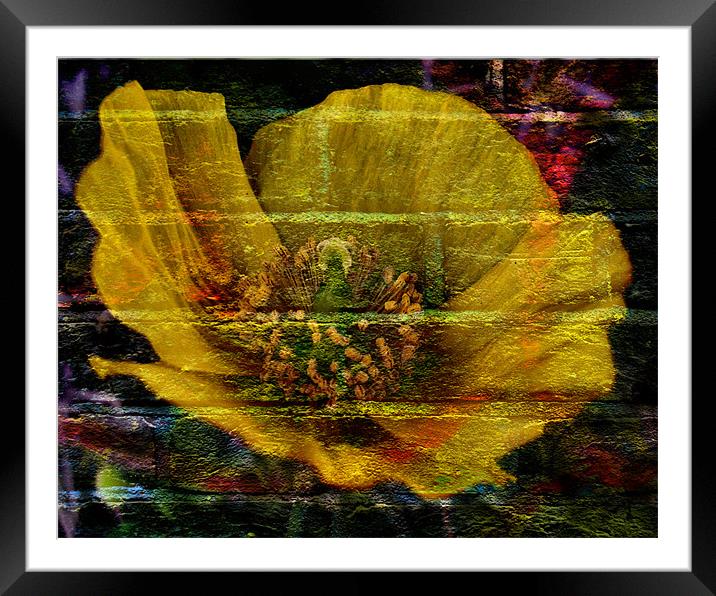 wall flower Framed Mounted Print by Heather Newton
