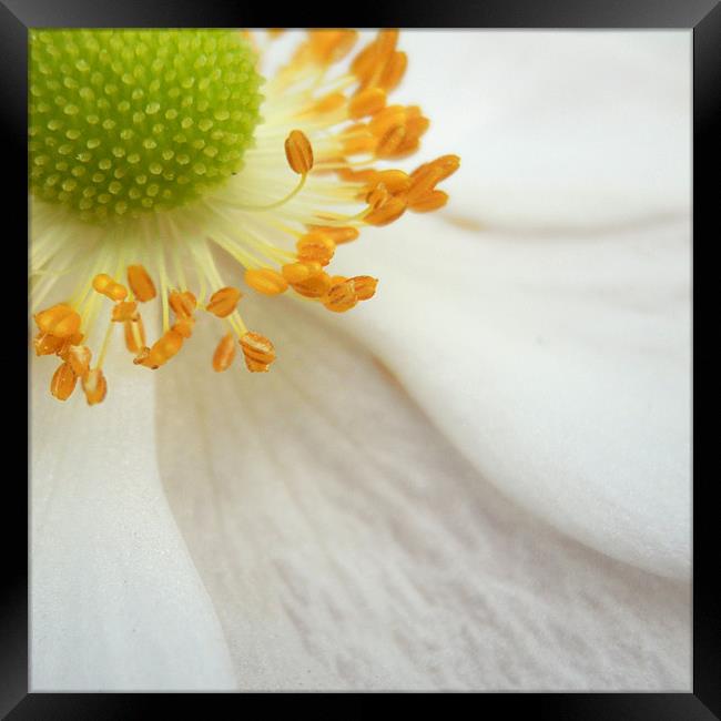 japanese anemone Framed Print by Heather Newton