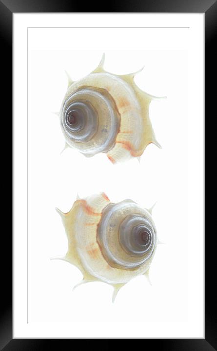 spiral seashells Framed Mounted Print by Heather Newton