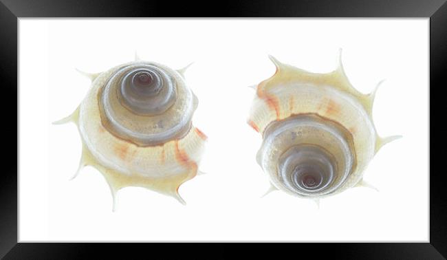 spiral seashells 2 Framed Print by Heather Newton