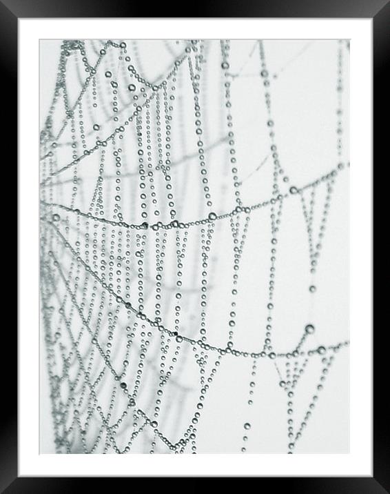 the web Framed Mounted Print by Heather Newton