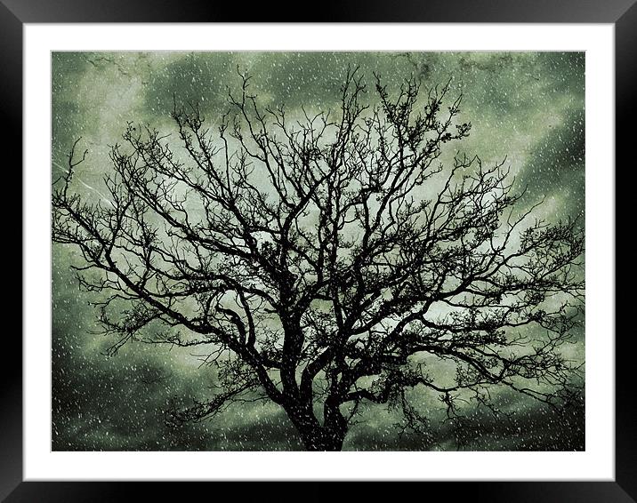 blizzard tree Framed Mounted Print by Heather Newton