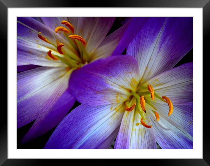 crocuses Framed Mounted Print by Heather Newton
