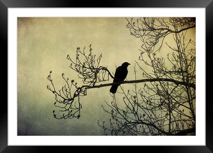 the crow 2 Framed Mounted Print by Heather Newton